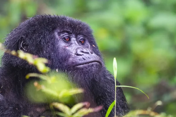 Luxury Gorilla Safaris in Africa