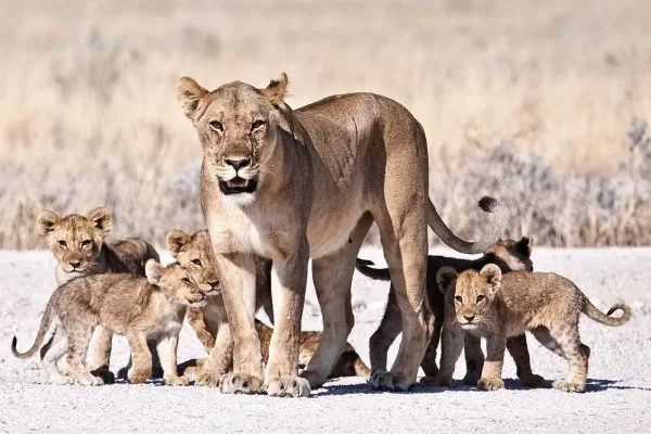 Namibia Safari Tours