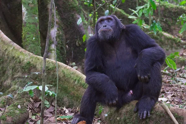 Nyungwe vs Lake Kivu vs Gorillas
