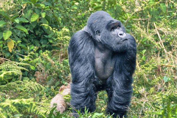 Rwanda Gorilla Trekking