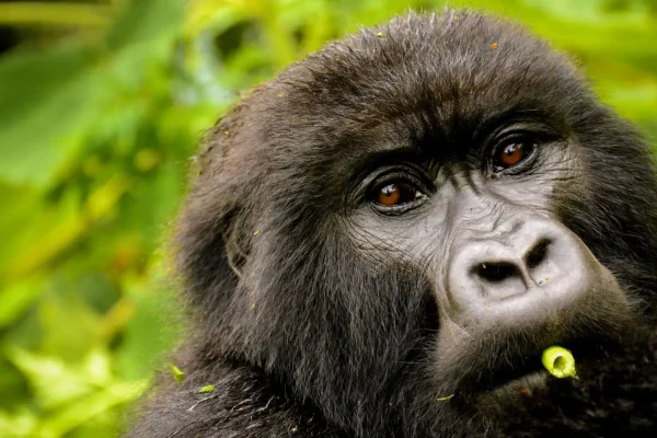 Rwanda Safari Vacations
