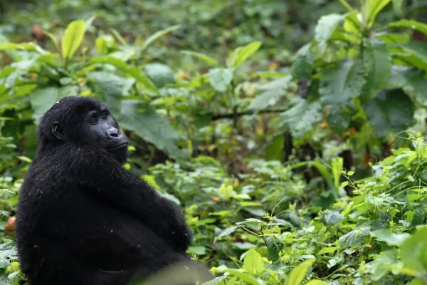 Uganda Safaris