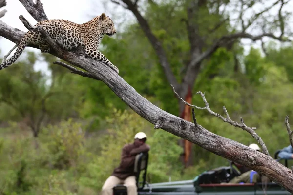 Vacations to South Africa