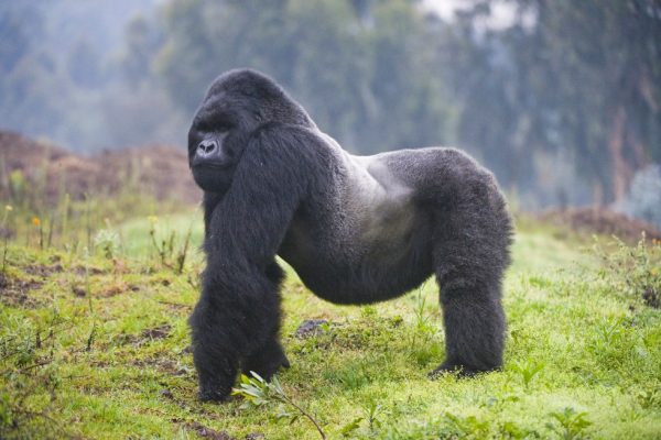 Behind The Scene Experience With Gorillas in Rwanda