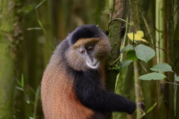 12 Days Luxury Rwanda-Tanzania-Zanzibar