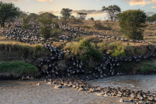 3 Day Great Migration Safari