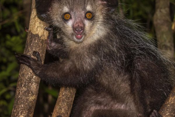 AYE-AYE