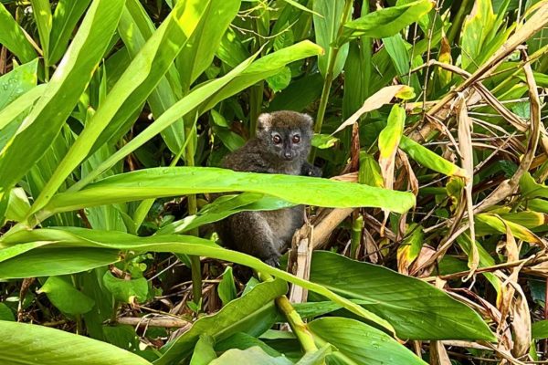 BAMBOO LEMUR