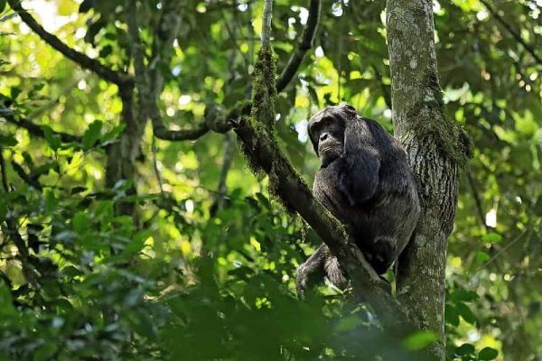 Chimpanzee Habituation And Conservation