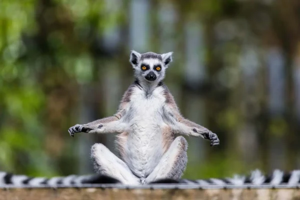 Endemic to Madagascar Endemic to Madagascar