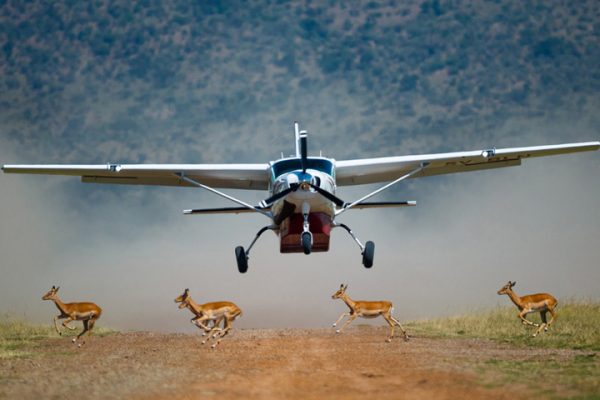 Fly-In Safari