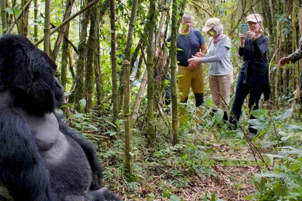 Gorilla Trekking With Family