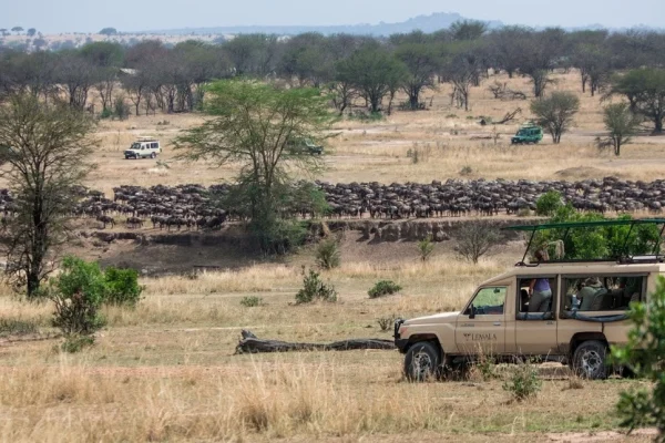 Great Wildebeest Migration Safari Packages