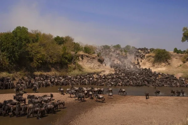 Great Wildebeest Migration Safari Packages