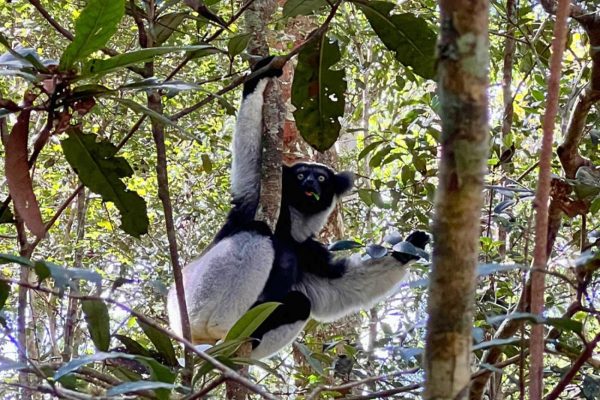 INDRI-INDRI LEMUR