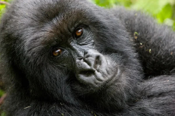 Kibale vs Queen Elizabeth vs Bwindi