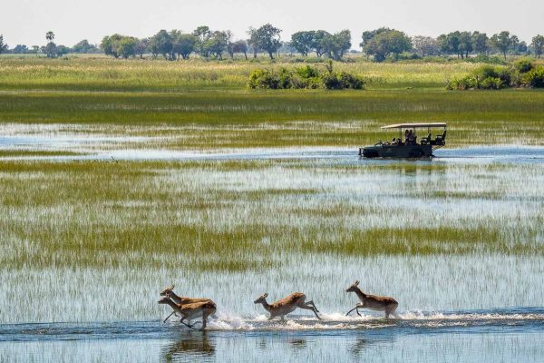 Luxury Okavango Delta Safari