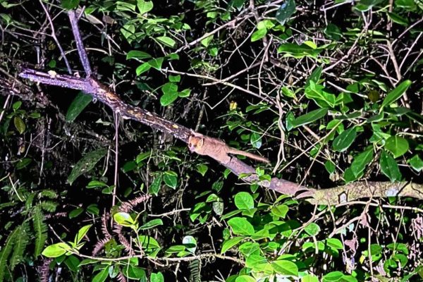 MOUSE LEMUR