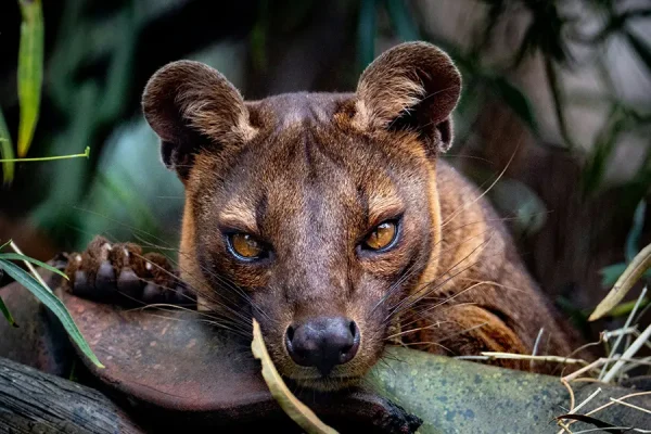 Madagascar Tours & Holidays