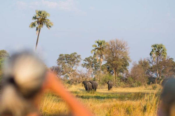 Okavango Delta Mobile Safaris