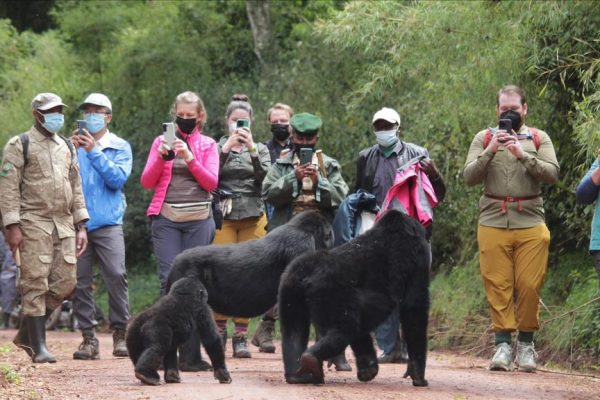 Primate Safari Packages