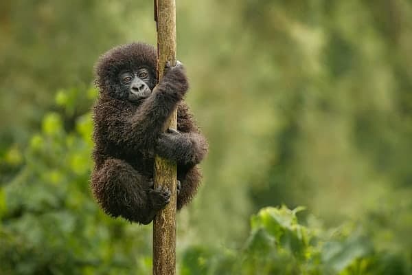 Primate Safaris