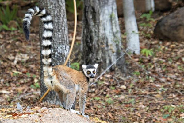 Ring-Tailed Lemur