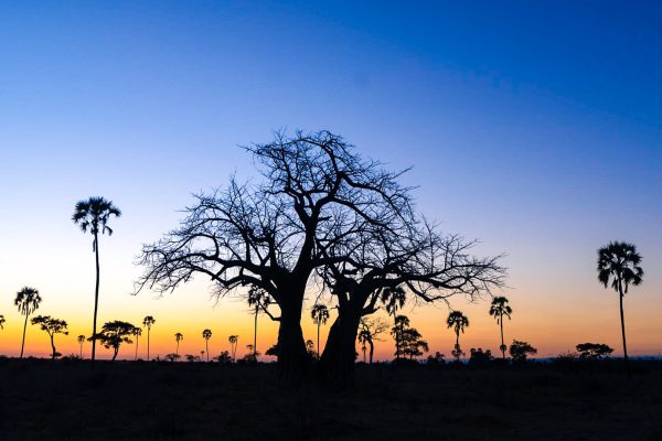 Safari Night Game Drives