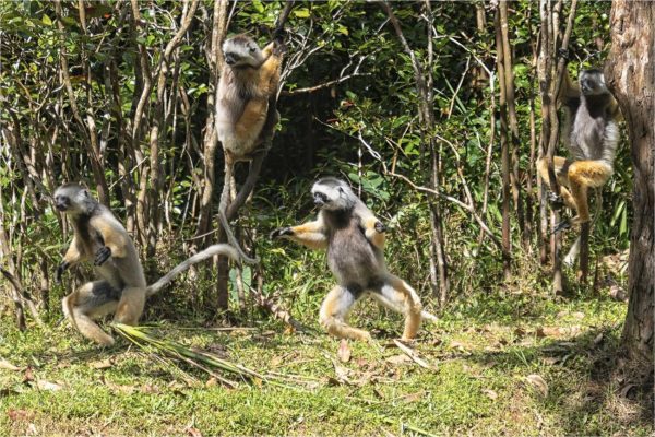 Sifaka