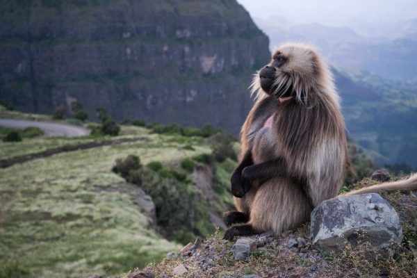 Simien Mountains National Park