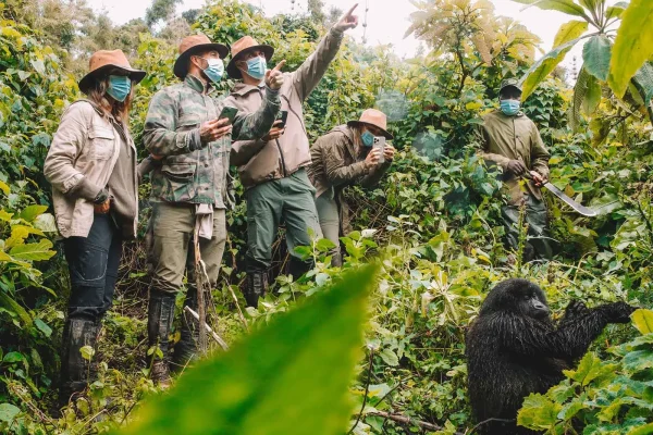 Small Group Gorilla Trekking Tours
