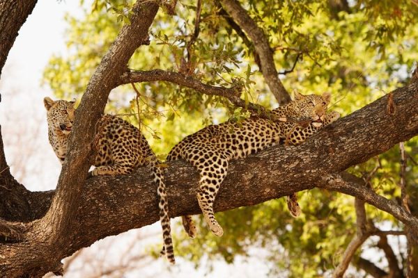 The Shoulder Season Safaris & Destinations