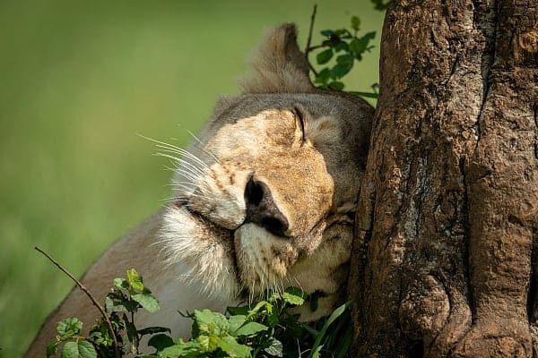 Tree Planting and Great Apes Conservation Safari