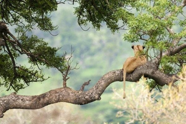 Tree planting, Great Apes and Wildlife Conservation Safari