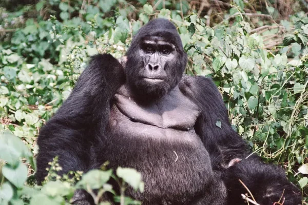 Uganda Primates And Wildlife Uganda Primates And Wildlife