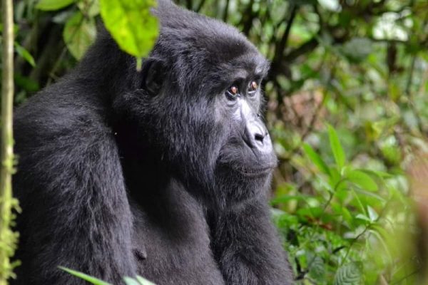 Ultimate Mountain Gorilla Conservation