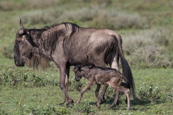 Wildebeest Migration Calving