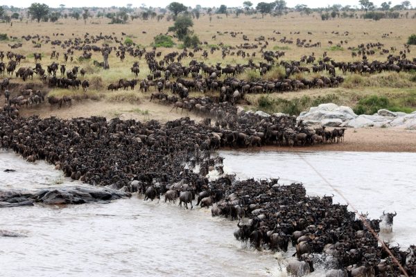 Wildebeest Migration Crossings