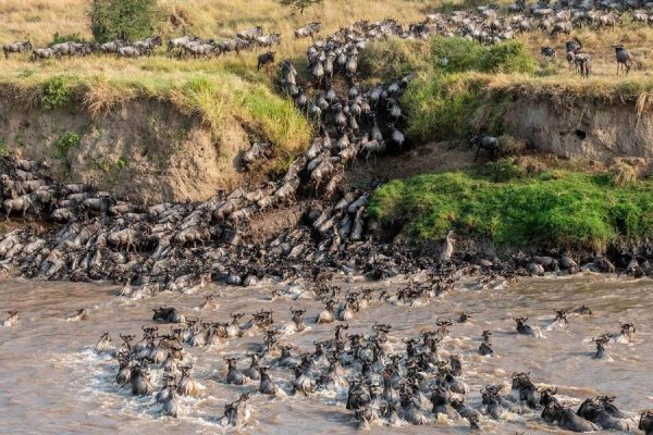 Wildebeest Migration Masai Mara