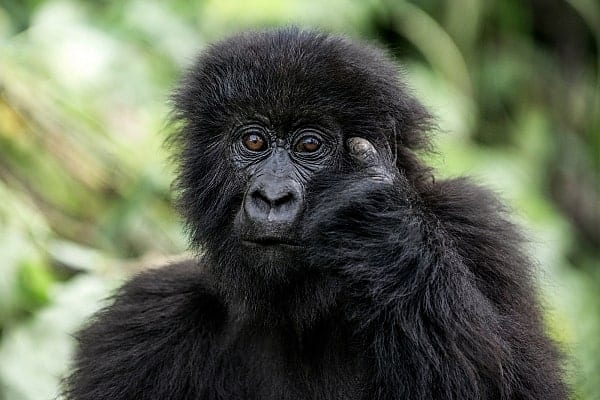 Wildlife And Great Apes Conservation Safari