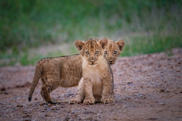 Zambia Family Safaris
