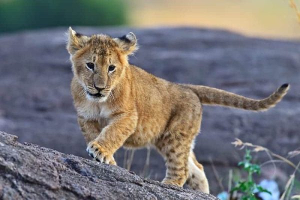 African conservation experience safaris
