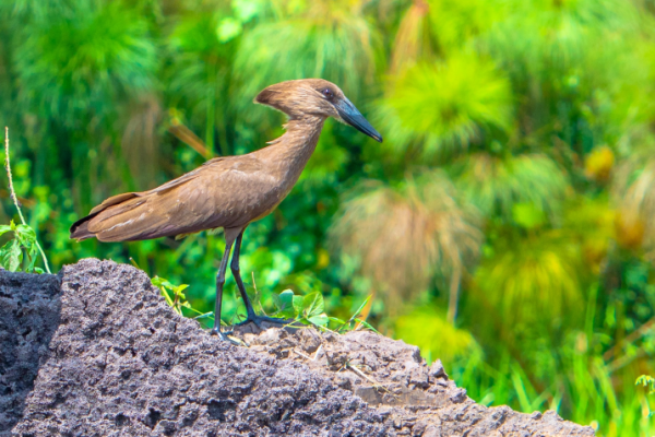 birding safaris