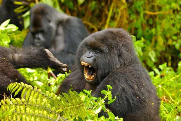 Serengeti and Gorilla Safari