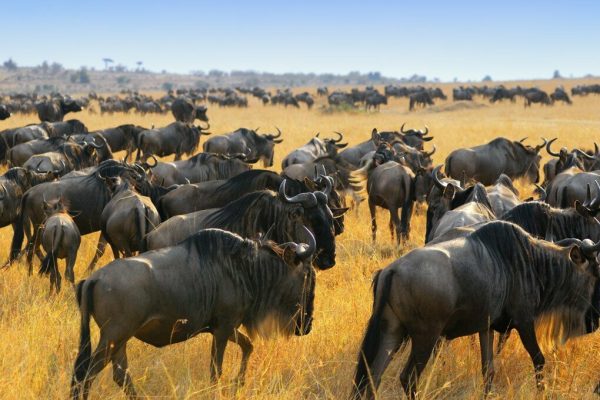 1 Week Tanzania Itinerary