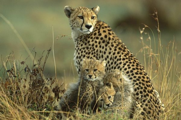 10 Days Tanzania Itineraries