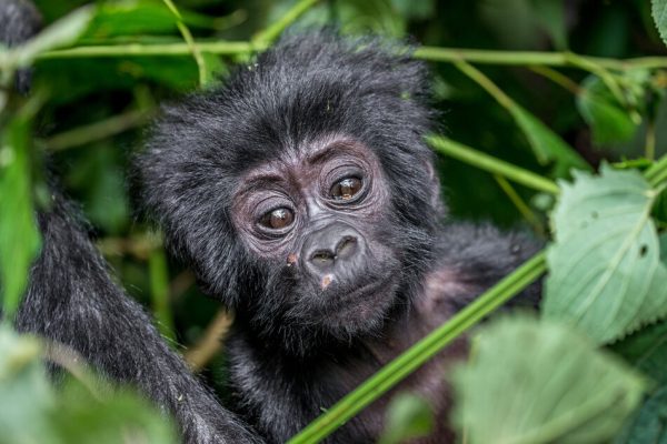 10 Days in Uganda