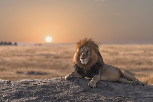 14 Days Tanzania Luxury Safari