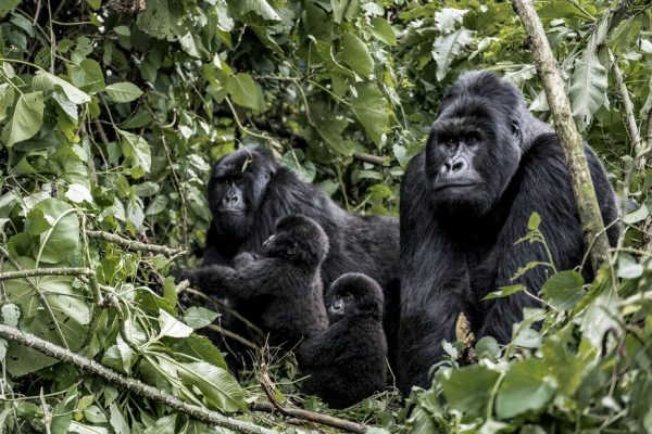 3 Weeks Rwanda And Uganda