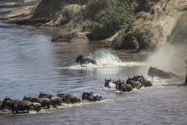 East Africa Great Migration